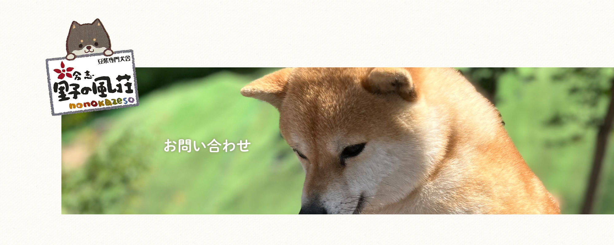 ゆいか♡てんの子（メス）498 ※ご成約済